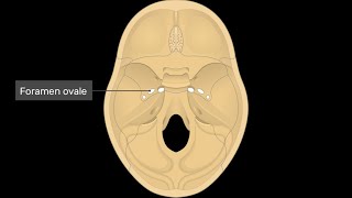 Mnemonics to remember structures that pass through foramen Ovale [upl. by Malaspina]