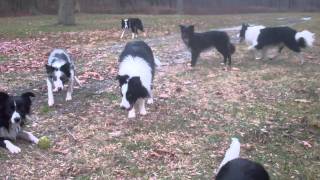 border collie walk [upl. by Ecurb]