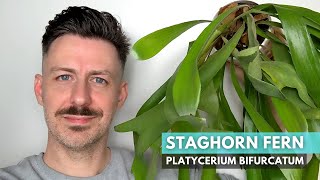 Growing guide for Staghorn Fern Platycerium bifurcatum  Care and Growing Tips and Tricks [upl. by Viole115]