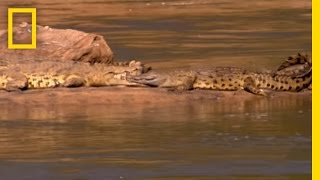 ManEating Croc  National Geographic [upl. by Nnaeinahpets]