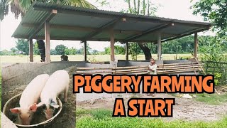 How to start a piggery farming  piggerybusiness livestockshow [upl. by Anma]