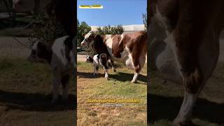 GOLSHTEYN VS SIMMENTAL Mana xaqiqiy sutdor sigirlar [upl. by Bernadina]