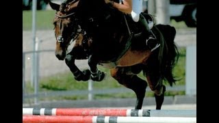 wwwsporthorsesonlinecom 2005 Balou du Rouet stallion Training sold [upl. by Htebazile]