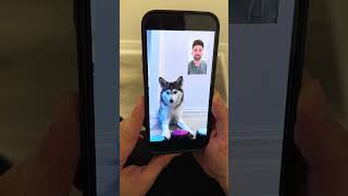 📱✨ quot¡Sapphie la Pomsky FaceTimea a sus Papás mientras están Fuera 🐾❤️quot [upl. by Siradal]