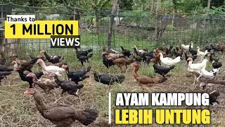 SUKSES TERNAK RATUSAN AYAM KAMPUNG DENGAN KANDANG SEMI INTENSIF UNTUNG JUTAAN PERBULAN [upl. by Maxa]