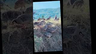 Flock of chukars стая кекликов shorts кыргызстан chukars кеклик mountains горы keklik [upl. by Eenahpets]