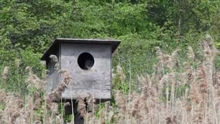 Barn Owl in Nest Box at Big Johns Pond at the Jamaica Bay Wildlife Refuge [upl. by Krute391]