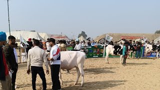 Hf adant competition hanumangarh rajasthan [upl. by Ecilegna926]