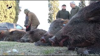 LE GRANDI BRACCATE al CINGHIALE del SANTO  a CACCIA con FEDERICO CUSIMANO  Wild boar Hunting [upl. by Digirb981]