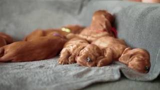 18 Irish Setter Puppies  3 weeks old Haverley from Poland [upl. by Yrelbmik]