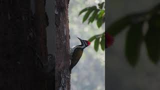 Blackrumped Flameback  Birds of Coorg birds nature birdwatching birdslover coorg [upl. by Mozza]