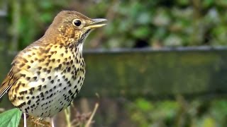 Song Thrush Bird Singing  Grive Musicienne Chant  Beautiful Birds Song and Sounds [upl. by Giardap759]