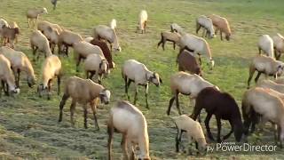 A very large group of goats and sheep grazing at evening time [upl. by Sarat]