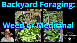 Backyard Foraging Weed or Medicinal  catshobbycorner [upl. by Anemaj]