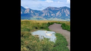 Eskies in Dog Friendly Colorado [upl. by Crabb]