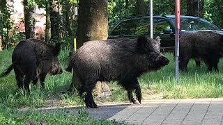 Krynica Morska Spotkanie z dzikami  21052017 [upl. by Katinka]