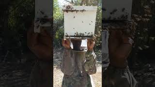 Using lemongrass oil to attract a small hive of bees to a nuke box [upl. by Grimaud]