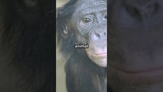 The Brilliant Bonobos Uncovering Their Intelligence IntelligentPrimates cognitiveskills [upl. by Dihsar805]