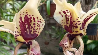 STANHOPEA TIGRINA🌺 ESSE CULTIVO DÁ CERTO [upl. by Nadnerb202]