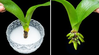 Magical tip to help a oneleaf orchid take root immediately and produce many flowers very quickly [upl. by Maloney]