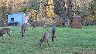 Whitetail Deer Videos AMAZING UpClose Footage [upl. by Goulet]