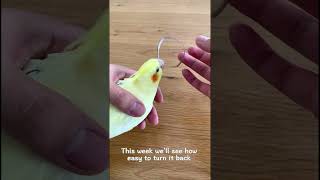 How Easy to Turn A Ringneck Parrot Back To A Cockatiel [upl. by Suinotna]