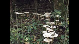 The Trooping Funnel Infundibulicybe Clitocybe geotropa [upl. by Katsuyama]