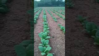 Raithanna agriculture farming youtubeshorts villageslife [upl. by Nowell]