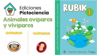 Animales ovíparos y vivíparos SABER MÁS  ACM 1 ✔ PICTOCIENCIA [upl. by Adiaros]