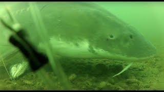 White Sturgeon Underwater Footage In The Fraser River Watershed [upl. by Isabel]