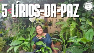 Minhas 5 espécies de LíriodaPaz  Dicas de cultivo  Como cuidar de LíriodaPaz [upl. by Cresida]