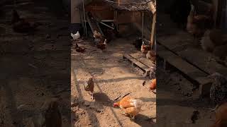 Chicken frenzy  time lapse henshouselife cagefreefarm backyardfarm chicken poultry hens [upl. by Pricilla]