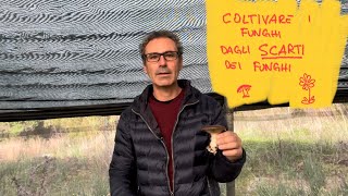 COLTIVARE i funghi cardoncelli dagli SCARTI dei funghi FunghidiSardegna [upl. by Lehmann]