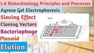 L6BiotechnologyPrinciples and ProcessesGel ElectrophoresisCloning VectorsPlasmidBacteriophage [upl. by Mehalick]