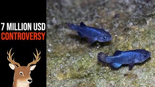 What Exactly is Devils Hole Pupfish  Saved by Earthquakes [upl. by Philpot]