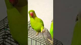 greenparrotmithutotabirdsyoutubeshortstalkingparrotfunnymonkeyfuntrendingshortsshortsfeed [upl. by Voltmer598]