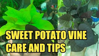 CARE OF ORNAMENTAL SWEET POTATO VINEIpomoea growing methodHanging basket plant [upl. by Giorgio]