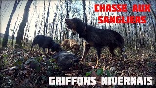 Chasse aux sangliers  Ça part comme des lapins  HD [upl. by Eentihw]