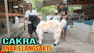 anak elangsakti cucu Mr bejo50jt juara 1 [upl. by Ddat]