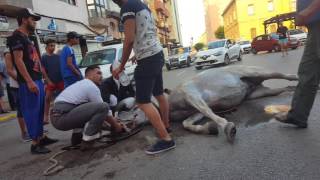 Caballo se desploma exhausto en feria de La Línea 2017 [upl. by Melena110]