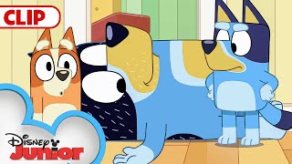 Bluey Season 3 Episode 25 quotRagdollquot Episode Clip  disneyjr  BlueyOfficialChannel​ [upl. by Wynnie70]