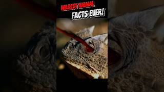 Unbelievable Animal Facts You Cant Miss Part 13 shorts [upl. by Berk]