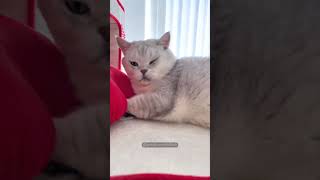 Funny cat videos  cute 🥰 cat funny type video  try to not laugh 😂 [upl. by Groome]