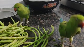 🌽🦜🪔 Pyare parrots 🌽 Fali Kha Rahe 💥🌽💕diwali2024 parrot food youtubevideo riotalkingparrot [upl. by Gemmell]