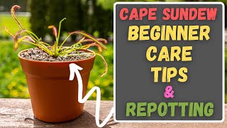 Cape Sundew Beginner Care Tips  How To Repot amp Care For A Drosera Capensis [upl. by Papke]