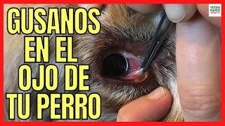 ¿CÓMO CURAR LA THELAZIA EN PERROS 🆘 SÍNTOMAS DE LOS PARÁSITOS EN LOS OJOS DE LOS PERROS [upl. by Robby]