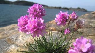 Armeria maritima [upl. by Einal]