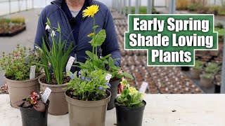 Shade Loving Perennials that SHINE in Early Spring [upl. by Ynot]