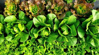 Head Lettuce How to Harvest Wash amp Pack for the Farmers Market [upl. by Capriola612]