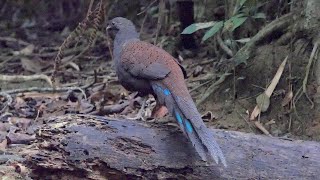 Mountain Peacockpheasant calling and foraging [upl. by Einnaf991]